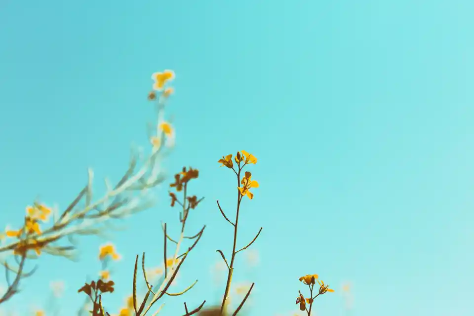 color1